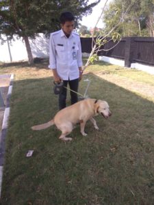 Latihan Rutin Deteksi K-9 BNNP Kepri di halaman samping parkiran kantor Latihan Rutin Deteksi K-9 BNNP Kepri di halaman samping parkiran kantor