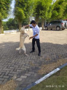 Latihan Rutin Deteksi K-9 BNNP Kepri di halaman samping parkiran kantor