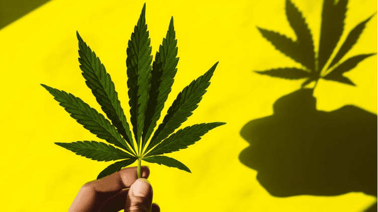 LEGALISASI GANJA: APAKAH SEURGEN ITU? LEGALISASI GANJA: APAKAH SEURGEN ITU?