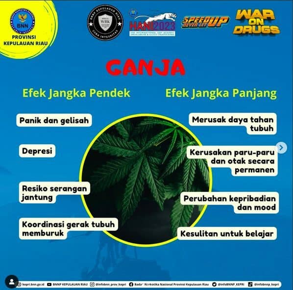 Efek Ganja Efek Ganja