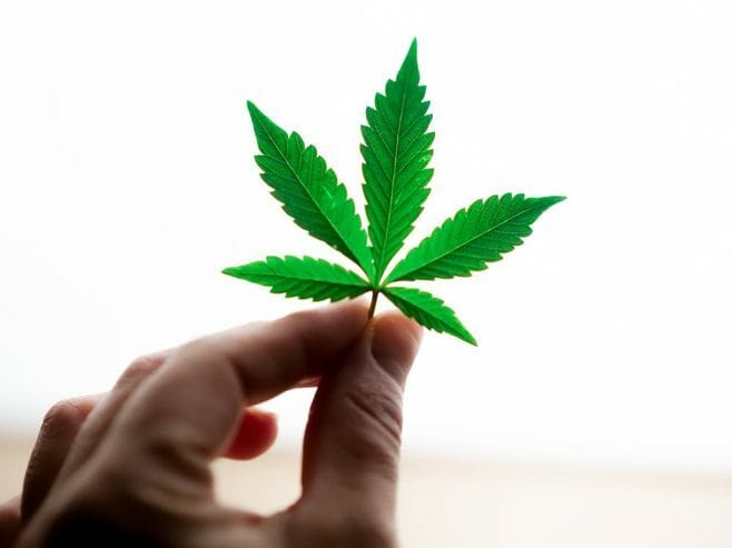 Pengaruh Buruk Ganja bagi Masyarakat Indonesia Pengaruh Buruk Ganja bagi Masyarakat Indonesia